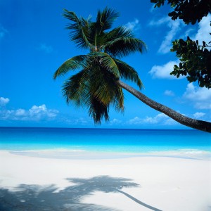Palm Tree Leaning over Beach